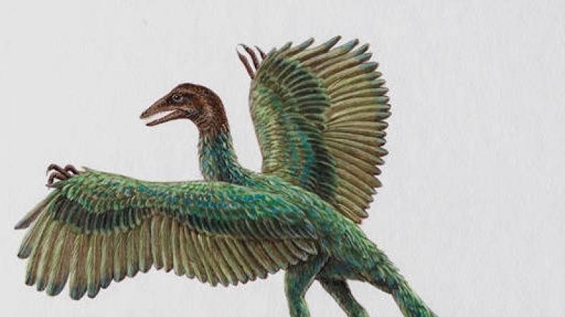 Археоптерикс (лат. Archaeopteryx). Археоптерикс Происхождение археоптерикса